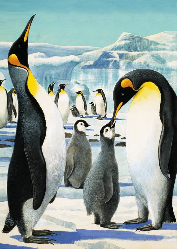 Kral Penguen by R.B. Davis