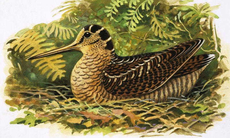  by R.B. Davis