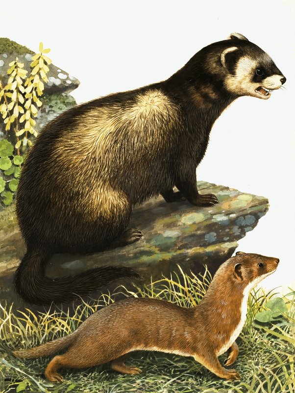 Polecat ve stoat by R.B. Davis