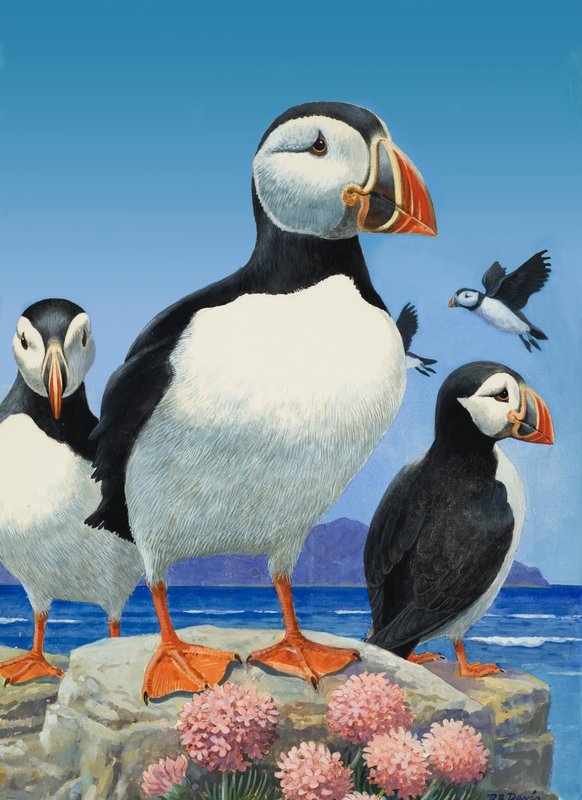 Puffins (kağıt üzerine guaj) by R.B. Davis