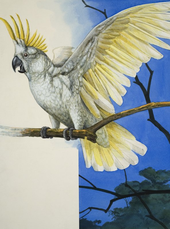 Kükürt Tepeli Kakadu (kağıt üzerine guaj) by R.B. Davis