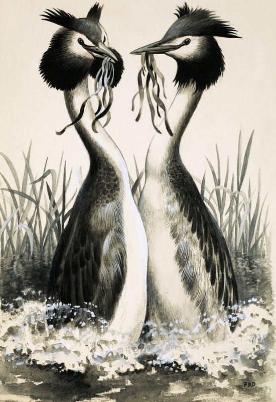  by R.B. Davis