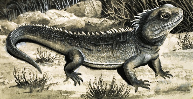 Tuatura by R.B. Davis