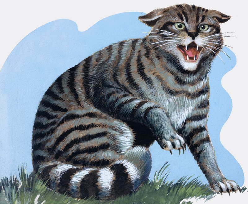 Vahşi Kedi, 