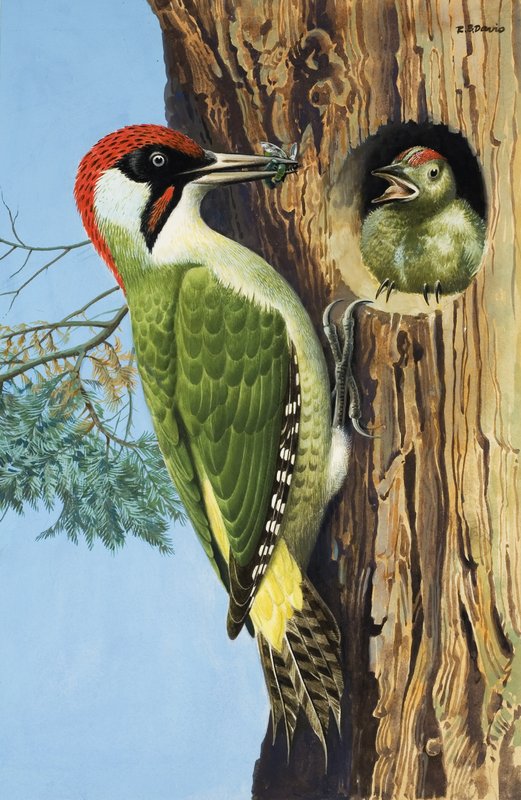 Ağaçkakan (kağıt üzerine guaj) by R.B. Davis