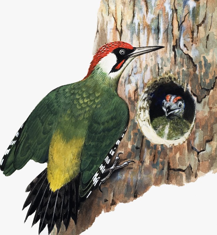 Ağaçkakan ve Civciv (kağıt üzerine guaj) by R.B. Davis