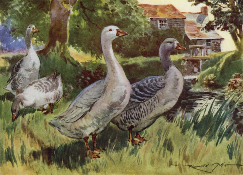 My Farm için İllüstrasyon (renkli lito) by Reginald Mills