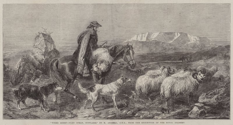 Yorgun Koyun, Glen Spean, İskoçya, Kraliyet Akademisi Sergisinden by Richard Ansdell