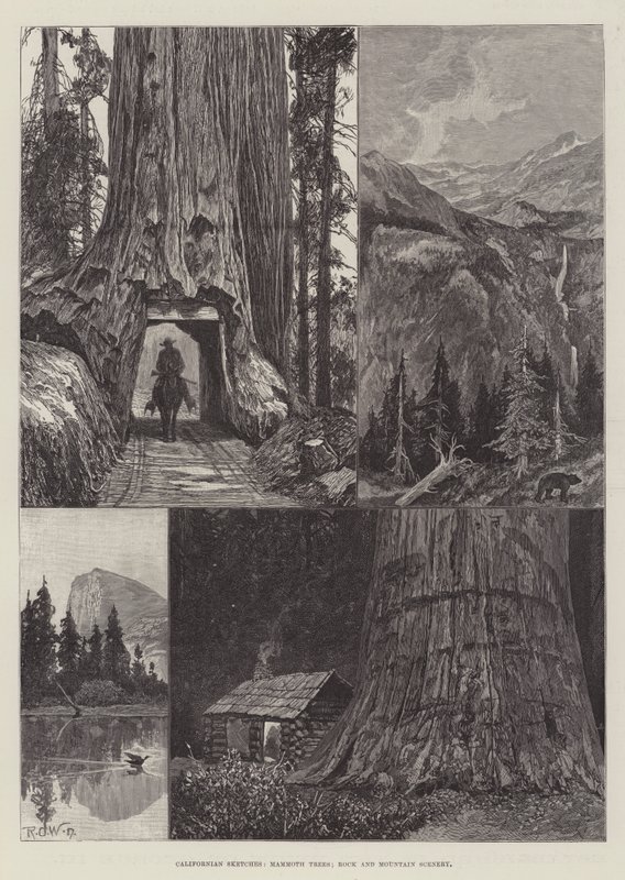 Kaliforniya Eskizleri, Mamut Ağaçları, Kaya ve Dağ Manzarası by Richard Caton Woodville junior