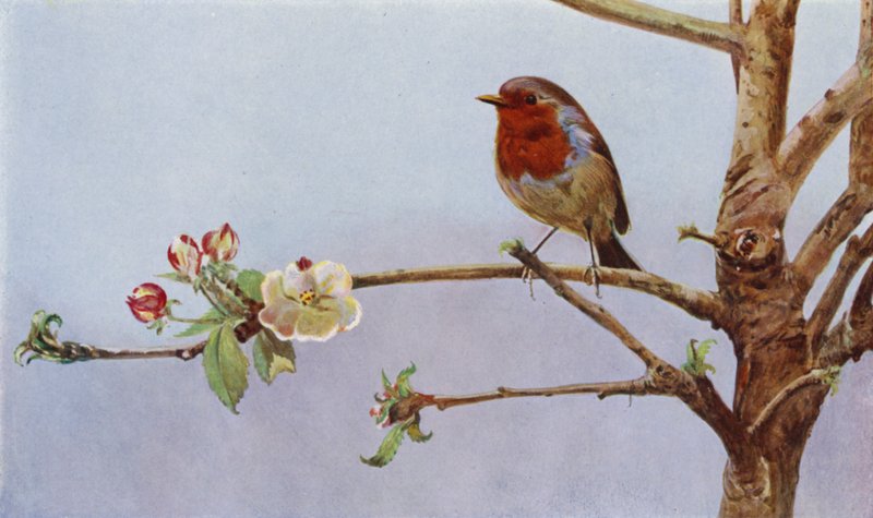 Robin (fotoğraf) by Richard and Cherry Kearton