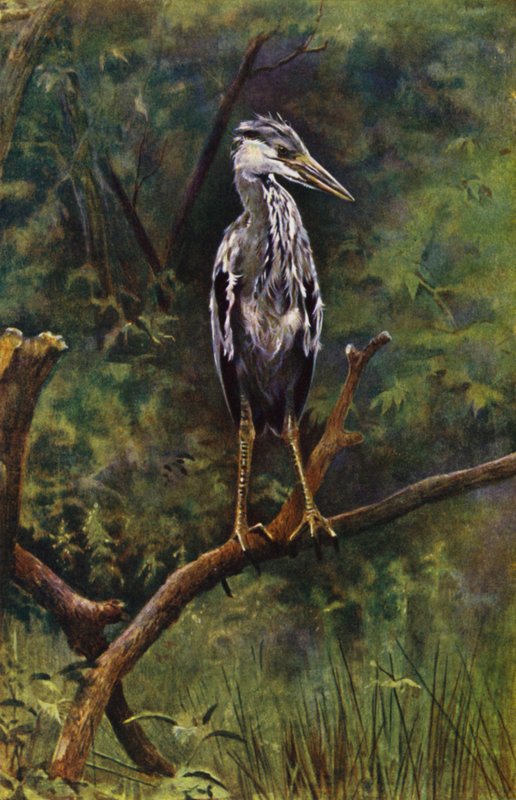 Genç balıkçıl (fotoğraf) by Richard and Cherry Kearton