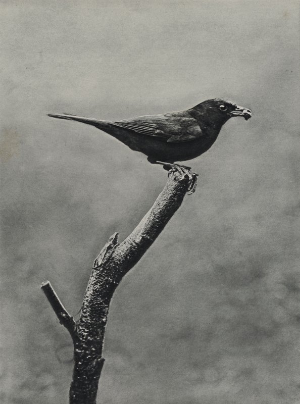 Genç için yiyecek olan erkek karatavuk (s/b fotoğraf) by Richard and Cherry Kearton