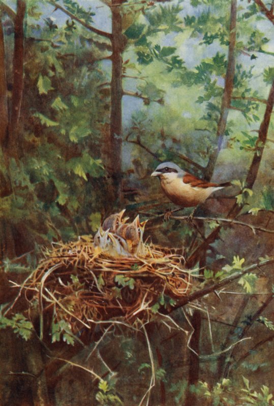 Erkek kızıl sırtlı örümcek kuşu (fotoğraf) by Richard and Cherry Kearton