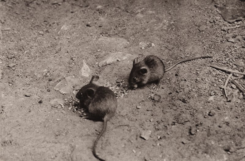Akşam yemeğinde fareler (s/b fotoğraf) by Richard and Cherry Kearton