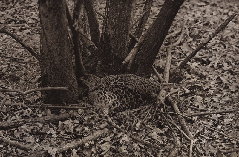 Yuvadaki sülün (s/b fotoğraf) by Richard and Cherry Kearton