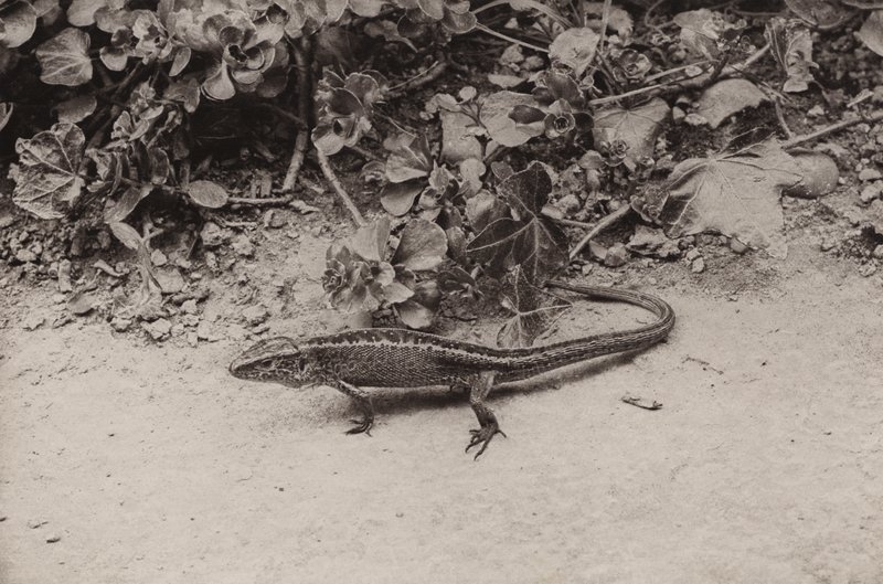 Kum kertenkelesi (s/b fotoğraf) by Richard and Cherry Kearton
