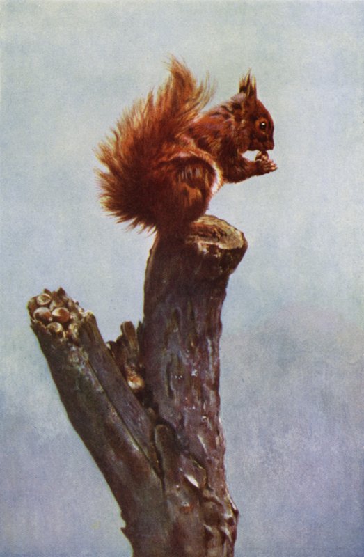 sincap (fotoğraf) by Richard and Cherry Kearton