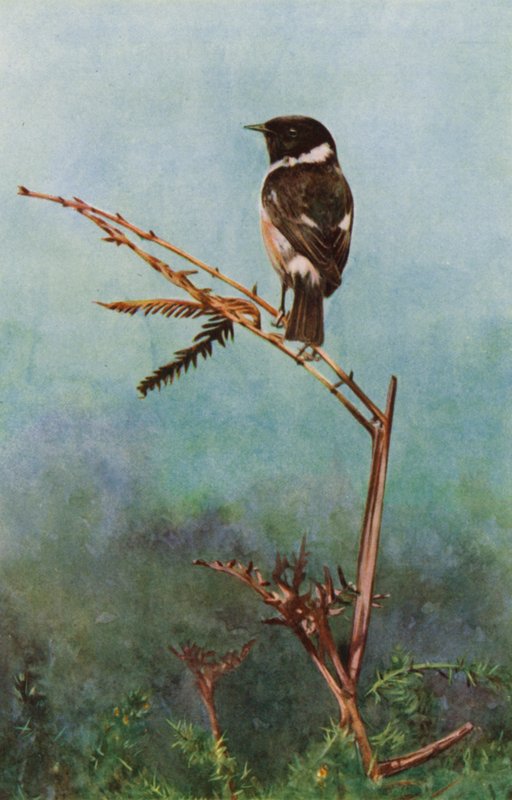 Taş sohbeti (fotoğraf) by Richard and Cherry Kearton