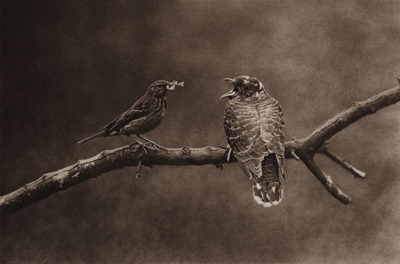 Genç bir guguk kuşunu besleyen ağaç incir (s/b fotoğraf) by Richard and Cherry Kearton