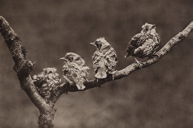 Genç ardıç kuşları (s/b fotoğraf) by Richard and Cherry Kearton