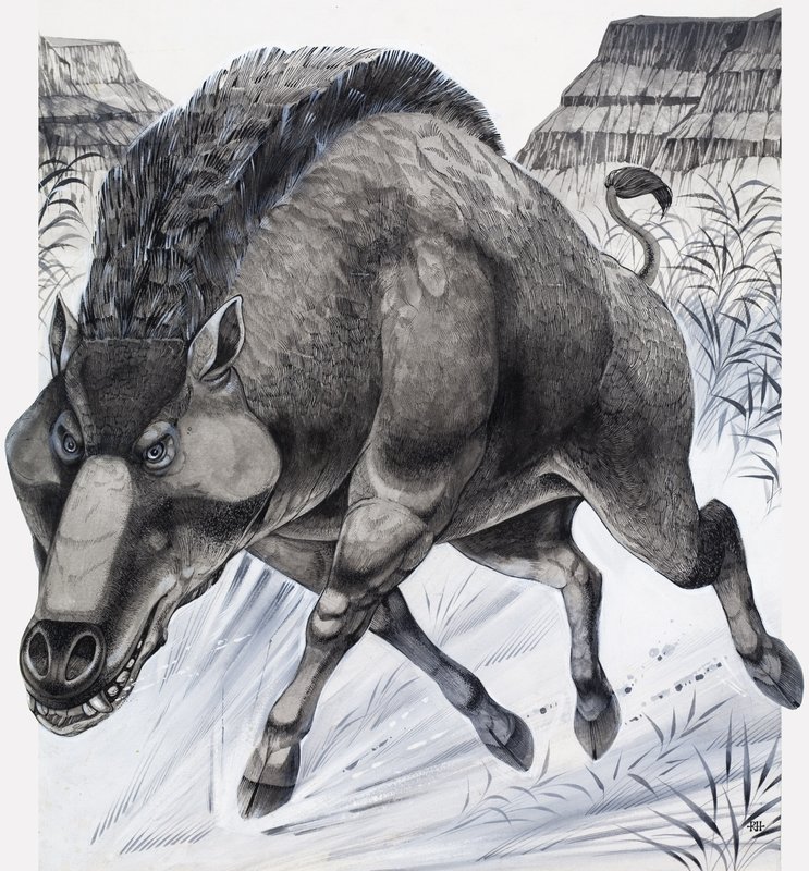 Daeodon (kağıt üzerine guaj) by Richard Hook