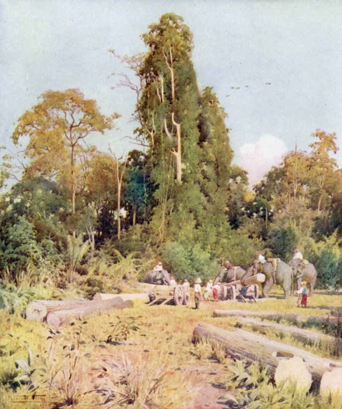 Loading Teak at Kokogon  by Robert George Talbot Kelly