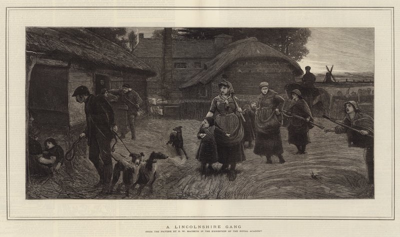 ಲಿಂಕನ್‌ಶೈರ್ ಗ್ಯಾಂಗ್ ಟರ್ಕ್ by Robert Walker Macbeth