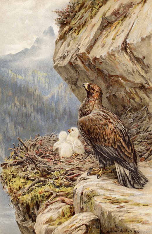 Dağın Çocukları by Robert Morley