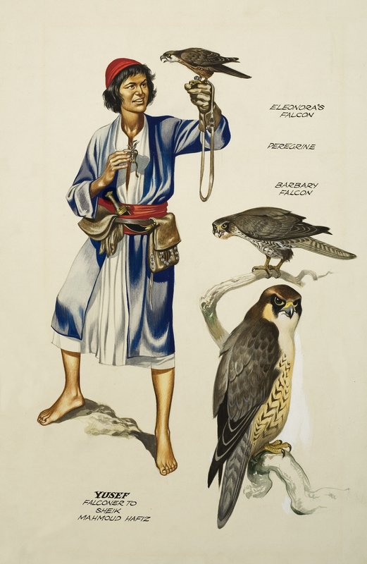 Yusef, Falconer