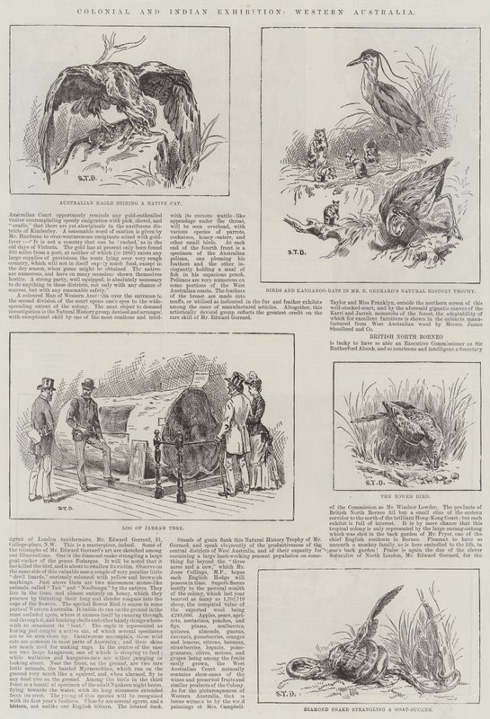 Sömürge ve Hint Sergisi, Batı Avustralya by S.T. Dadd