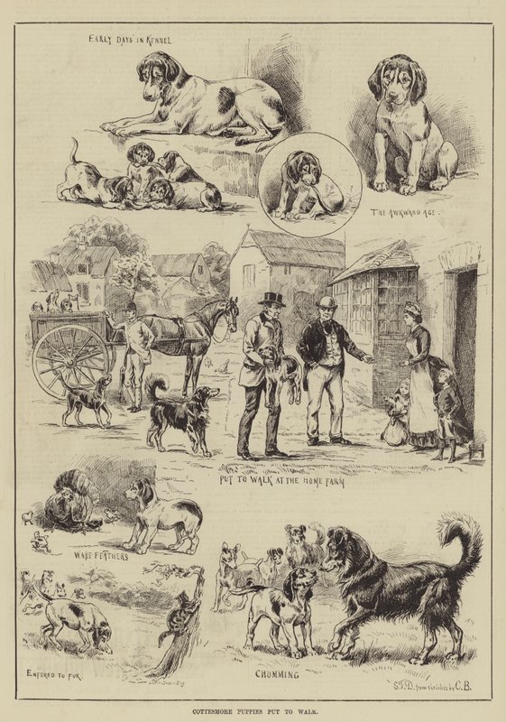 Cottesmore Puppies yürüyüşe çıktı by S.T. Dadd