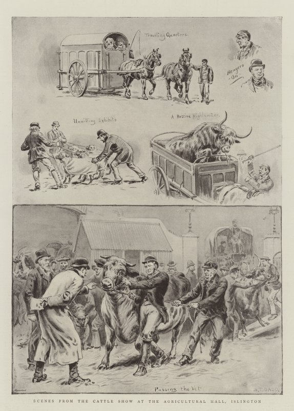 Islington, Tarım Salonundaki Sığır Gösterisinden Sahneler by S.T. Dadd