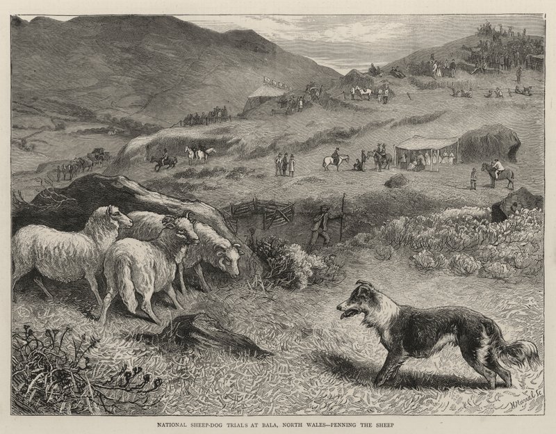 Ulusal Koyun-Köpek Denemeleri, Bala, Kuzey Galler, Koyun Penning by Samuel Edmund Waller