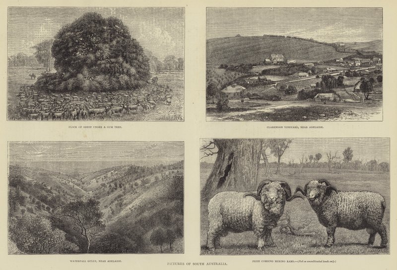 Güney Avustralya Resimleri by Samuel Edmund Waller