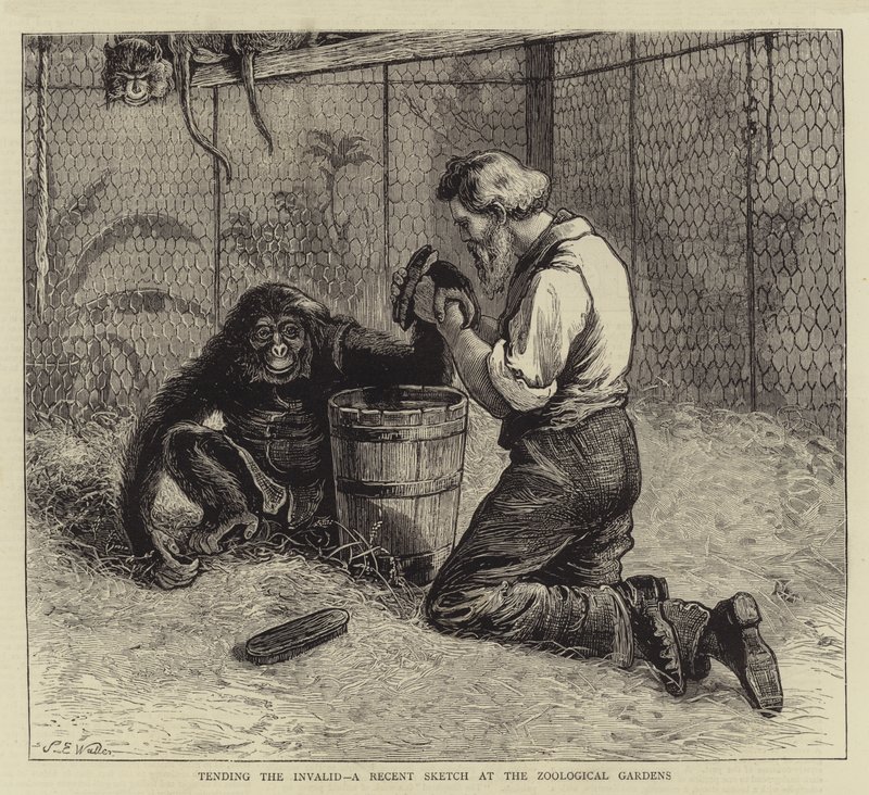 Geçersizlere Bakmak, Zooloji Bahçelerinde Yakın Zamanda Bir Eskiz by Samuel Edmund Waller