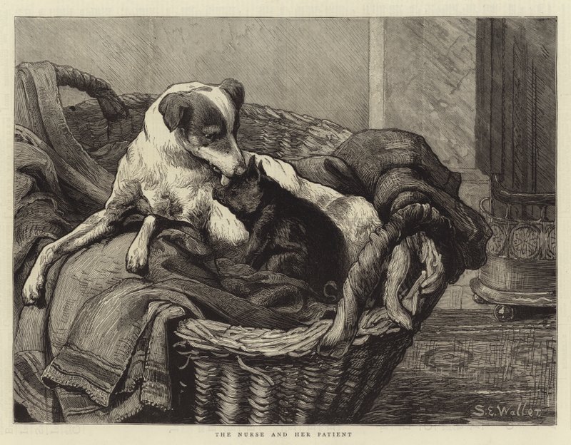 ನರ್ಸ್ ಮತ್ತು ಅವಳ ರೋಗಿ ಟರ್ಕಿ by Samuel Edmund Waller