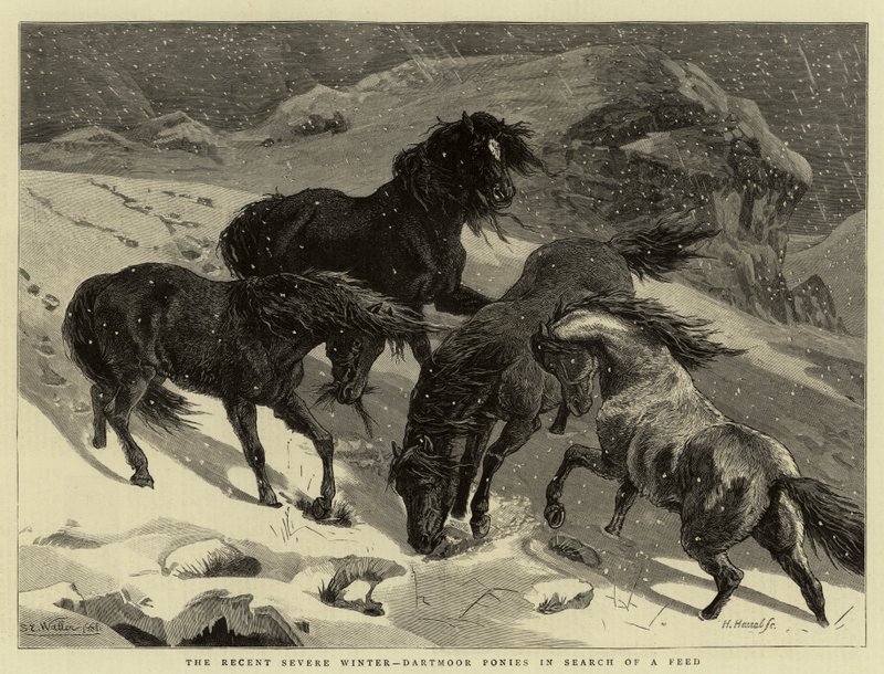 Son Şiddetli Kış, Dartmoor Midillileri Yem arayışında by Samuel Edmund Waller