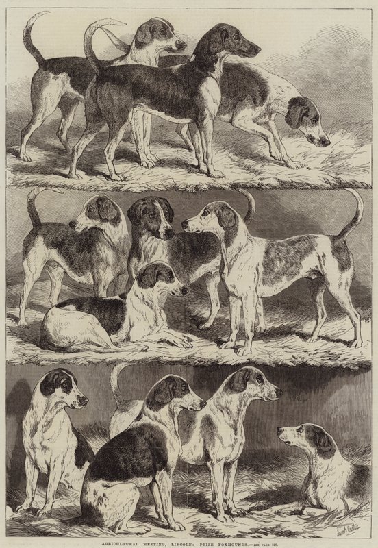 Tarım Toplantısı, Lincoln, Ödül Foxhounds by Samuel John Carter