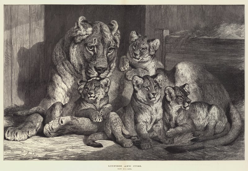 dişi aslan ve yavrular by Samuel John Carter