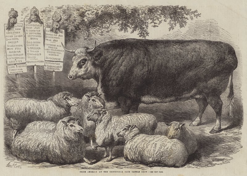 Smithfield Club Sığır Gösterisinde Ödül Hayvanları by Samuel John Carter