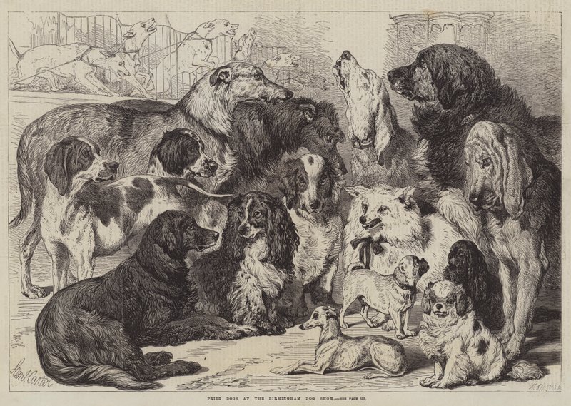Birmingham Dog Show'da Ödül Köpekleri by Samuel John Carter