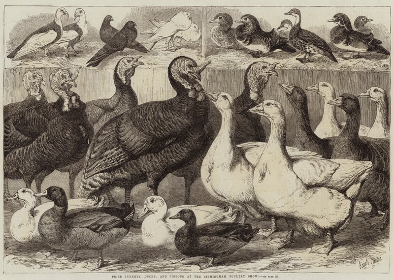 Birmingham Poultry Show