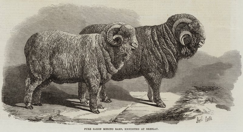 Breslau'da sergilenen Saf Sakson Merinos Koçları by Samuel John Carter