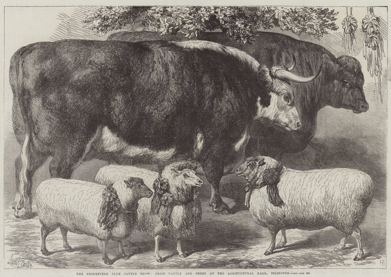 Smithfield Kulübü Sığır Gösterisi, Ödül Sığır ve Koyun, Tarım Salonu, Islington by Samuel John Carter