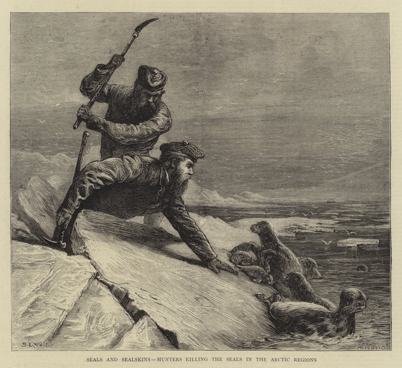 Mühürler ve Mühür Derileri, Avcılar Arktik Bölgelerde Mühürleri öldürüyor by Samuel Edmund Waller