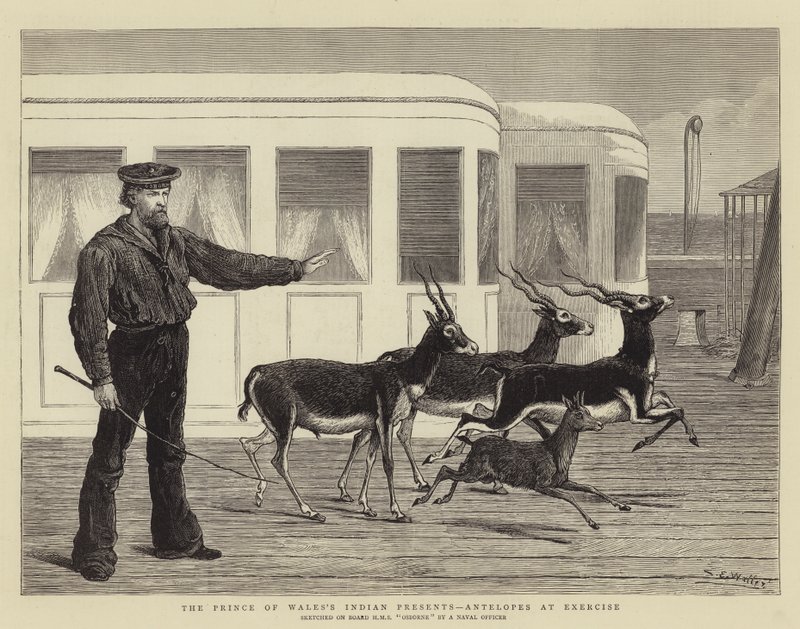 Galler Prensi Kızılderili Hediyeleri, Antiloplar Egzersiz Yapıyor by Samuel Edmund Waller