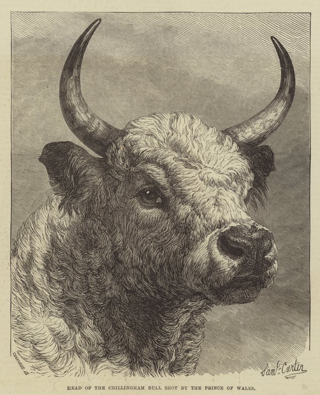 Galler Prensi tarafından vurulan Chillingham Bull Başkanı by Samuel John Carter