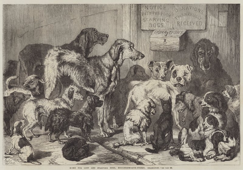 Kayıp ve Açlıktan Ölen Köpekler Evi, Hollingsworth-Street, Islington by Samuel John Carter