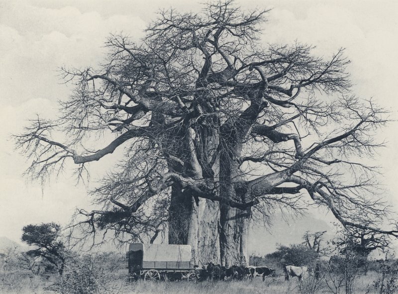Bir Baobab Ağacı (s/b fotoğraf) by South African Photographer