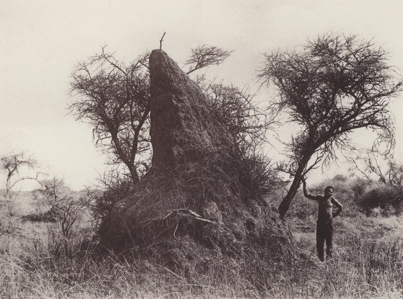Bir Mamut Antheap (s/b fotoğraf) by South African Photographer